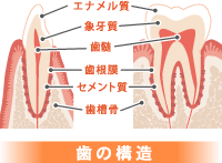 歯の構造